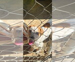 Small Photo #3 Catahoula Leopard Dog Puppy For Sale in Brooksville, FL, USA
