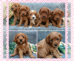 Small #3 Cavapoo