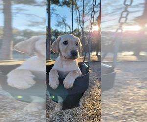 Labrador Retriever Puppy for sale in CUMMING, GA, USA