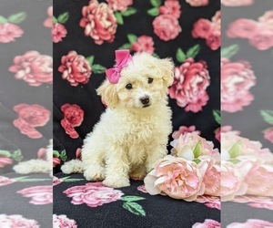 Bichpoo Puppy for sale in WILLOW STREET, PA, USA