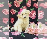 Small Photo #1 Bichpoo Puppy For Sale in WILLOW STREET, PA, USA