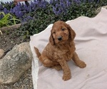 Small Photo #63 Irish Doodle Puppy For Sale in GOSHEN, IN, USA
