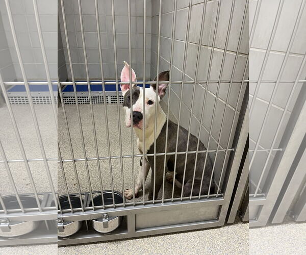 Medium Photo #4 Mutt Puppy For Sale in Virginia Beach, VA, USA