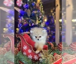 Small Photo #6 Pomeranian Puppy For Sale in SACRAMENTO, CA, USA