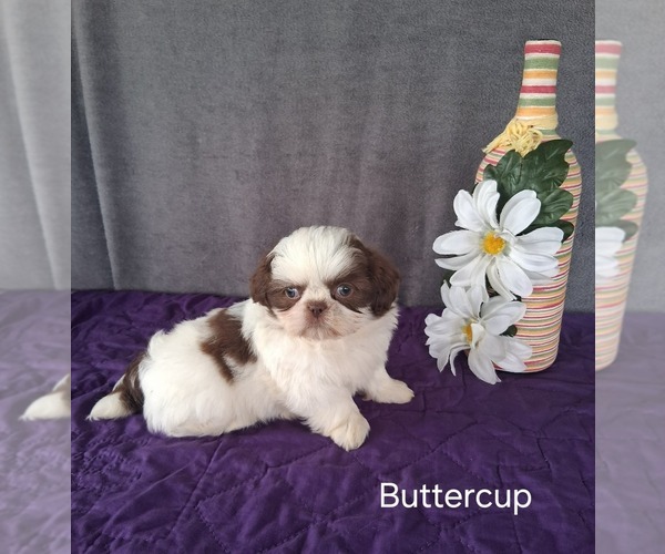 Medium Photo #2 Shih Tzu Puppy For Sale in MOUNT PLEASANT, MI, USA