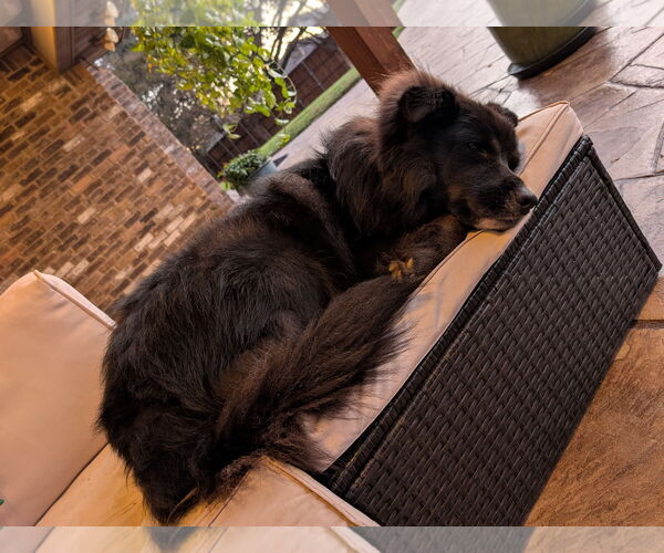 Medium Photo #3 Border Collie Puppy For Sale in Denton, TX, USA