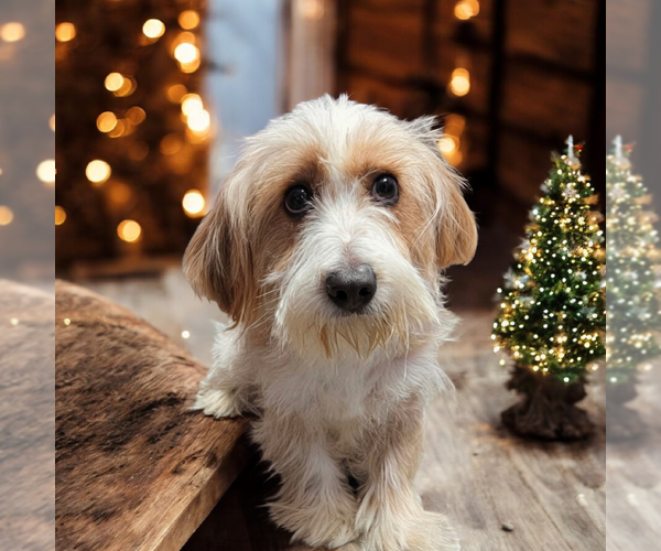 Medium Photo #1 Mutt Puppy For Sale in Vail, AZ, USA