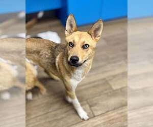 Huskies -Unknown Mix Dogs for adoption in Rowlett, TX, USA