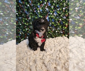 Aussiedoodle Miniature Puppy for sale in INDIANAPOLIS, IN, USA