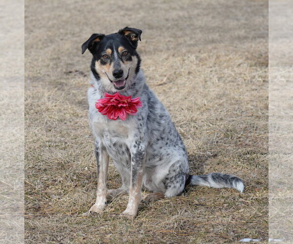 Medium Photo #3 Mutt Puppy For Sale in Gretna, NE, USA