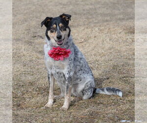 Squirrel - Female Mutt Dog for Adoption - Photo #3