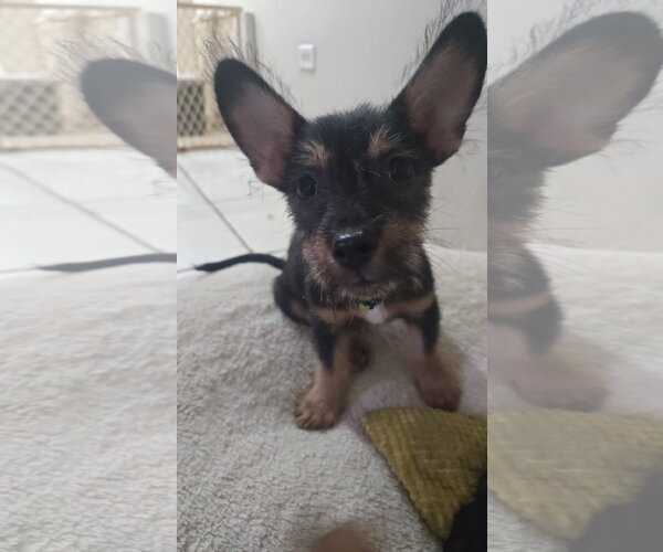 Medium Photo #1 Chihuahua-Unknown Mix Puppy For Sale in Virginia Beach, VA, USA