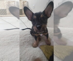 Baily - Male Chihuahua-Unknown Mix Dog for Adoption
