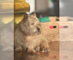 Small #2 Norwich Terrier