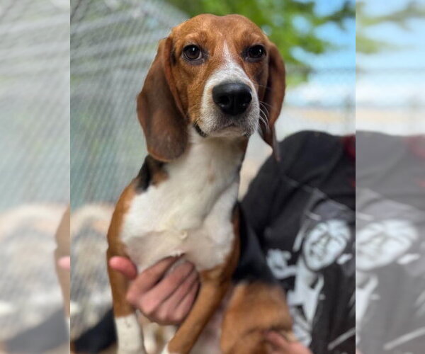 Medium Photo #1 Beagle Puppy For Sale in Matawan, NJ, USA