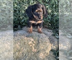 Small #3 Dachshund