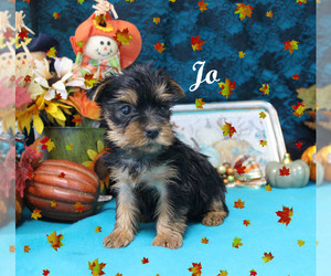 Yorkshire Terrier Puppy for sale in CHANUTE, KS, USA