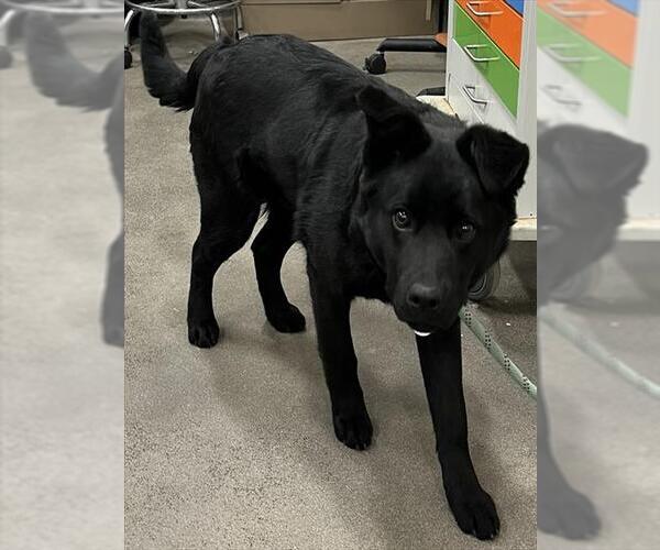 Medium Photo #1 Mutt Puppy For Sale in Forestville, MD, USA