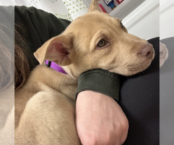 Medium Photo #10 Siberian Husky-Unknown Mix Puppy For Sale in Fargo, ND, USA