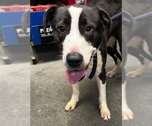 Mutt Dogs for adoption in Downey, CA, USA