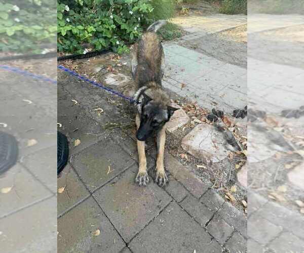 Medium Photo #4 Mutt Puppy For Sale in Imlay City, MI, USA