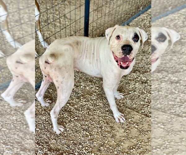 Medium Photo #2 Boxer Puppy For Sale in Austin, TX, USA