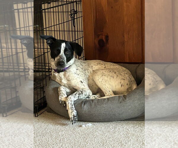 Medium Photo #13 Pointer-Unknown Mix Puppy For Sale in Brewster, NY, USA