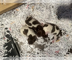 Medium German Shorthaired Pointer