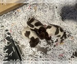 Puppy Puppy 4 to 6 German Shorthaired Pointer