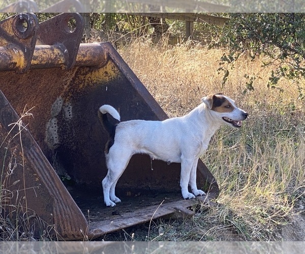 Medium Photo #1 Jug Puppy For Sale in LOOMIS, CA, USA