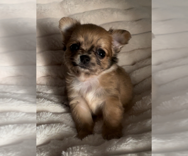 Medium Photo #18 Chihuahua Puppy For Sale in ADAMSVILLE, TN, USA