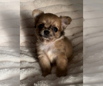 Small #17 Chihuahua