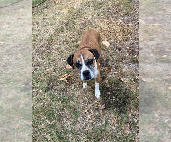 Medium Photo #2 Boxer Puppy For Sale in Austin, TX, USA