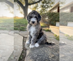 Aussiedoodle Dog for Adoption in CONWAY, Missouri USA