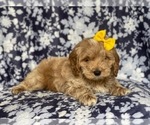 Small Photo #14 Cockapoo Puppy For Sale in LAKELAND, FL, USA