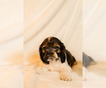 Small Photo #5 Cocker Spaniel Puppy For Sale in SALEM, OR, USA