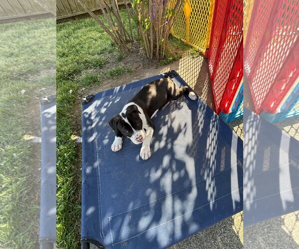 Medium Photo #5 American Pit Bull Terrier-Labrador Retriever Mix Puppy For Sale in Holly Springs, NC, USA