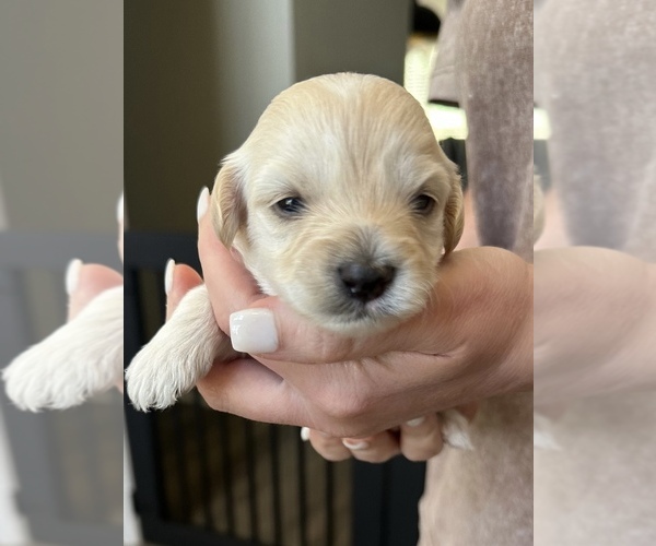Medium Photo #1 Maltipoo (Miniature) Puppy For Sale in BESSEMER, AL, USA