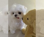 Small #3 Maltese