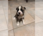 Puppy Yellow Alaskan Husky-American Staffordshire Terrier Mix
