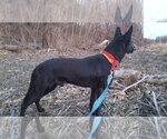 Small #22 German Shepherd Dog