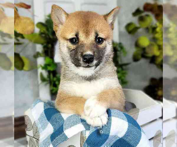Medium Photo #1 Shiba Inu Puppy For Sale in MOUNT VERNON, OH, USA
