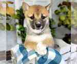 Small Photo #1 Shiba Inu Puppy For Sale in MOUNT VERNON, OH, USA