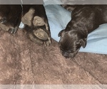 Small Photo #7 Labrador Retriever Puppy For Sale in BANDERA, TX, USA