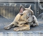 Small #7 French Bulldog