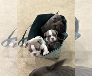 French Bulldog Puppy for Sale in TIPP CITY, Ohio USA