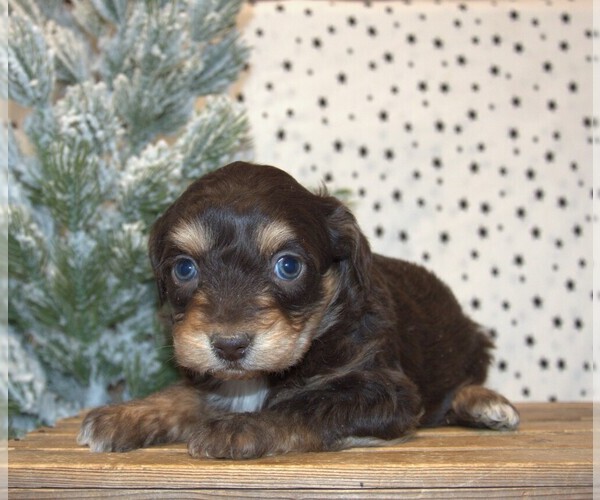 Medium Photo #2 Aussiedoodle Miniature  Puppy For Sale in NEWBERRY, IN, USA