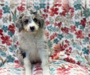 Aussiedoodle Miniature Puppy for sale in LAKELAND, FL, USA
