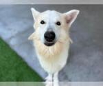Small #1 German Shepherd Dog-Siberian Husky Mix