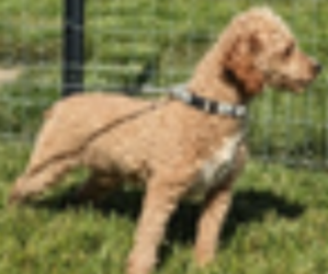 Father of the Cavapoo puppies born on 04/28/2025